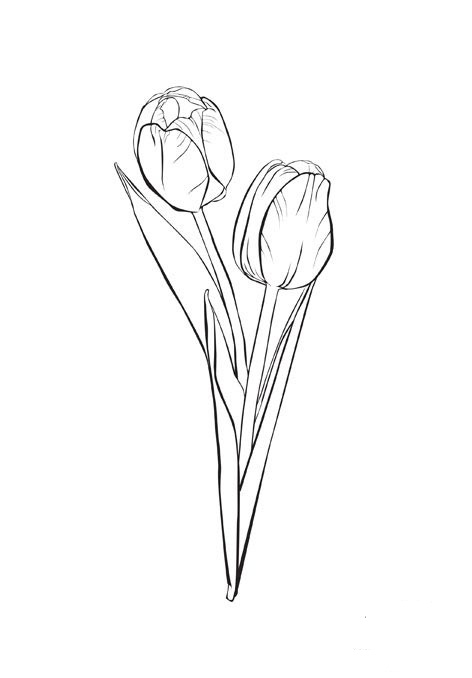 Dibujo para colorear: Tulipán (Naturaleza) #161635 - Dibujos para Colorear e Imprimir Gratis