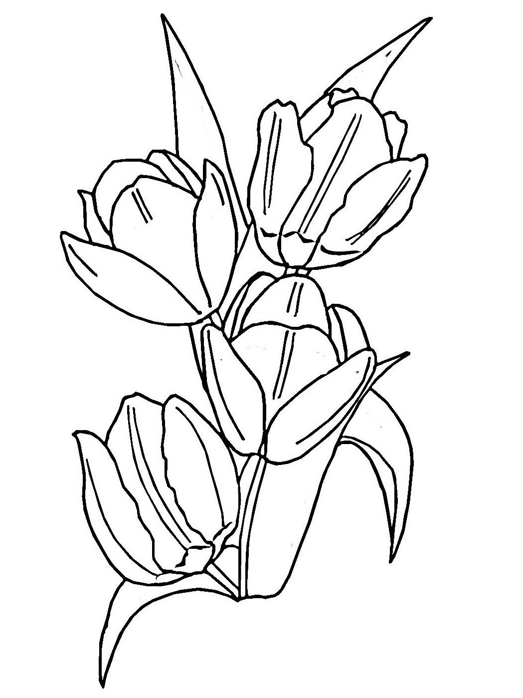 Dibujo para colorear: Tulipán (Naturaleza) #161636 - Dibujos para Colorear e Imprimir Gratis