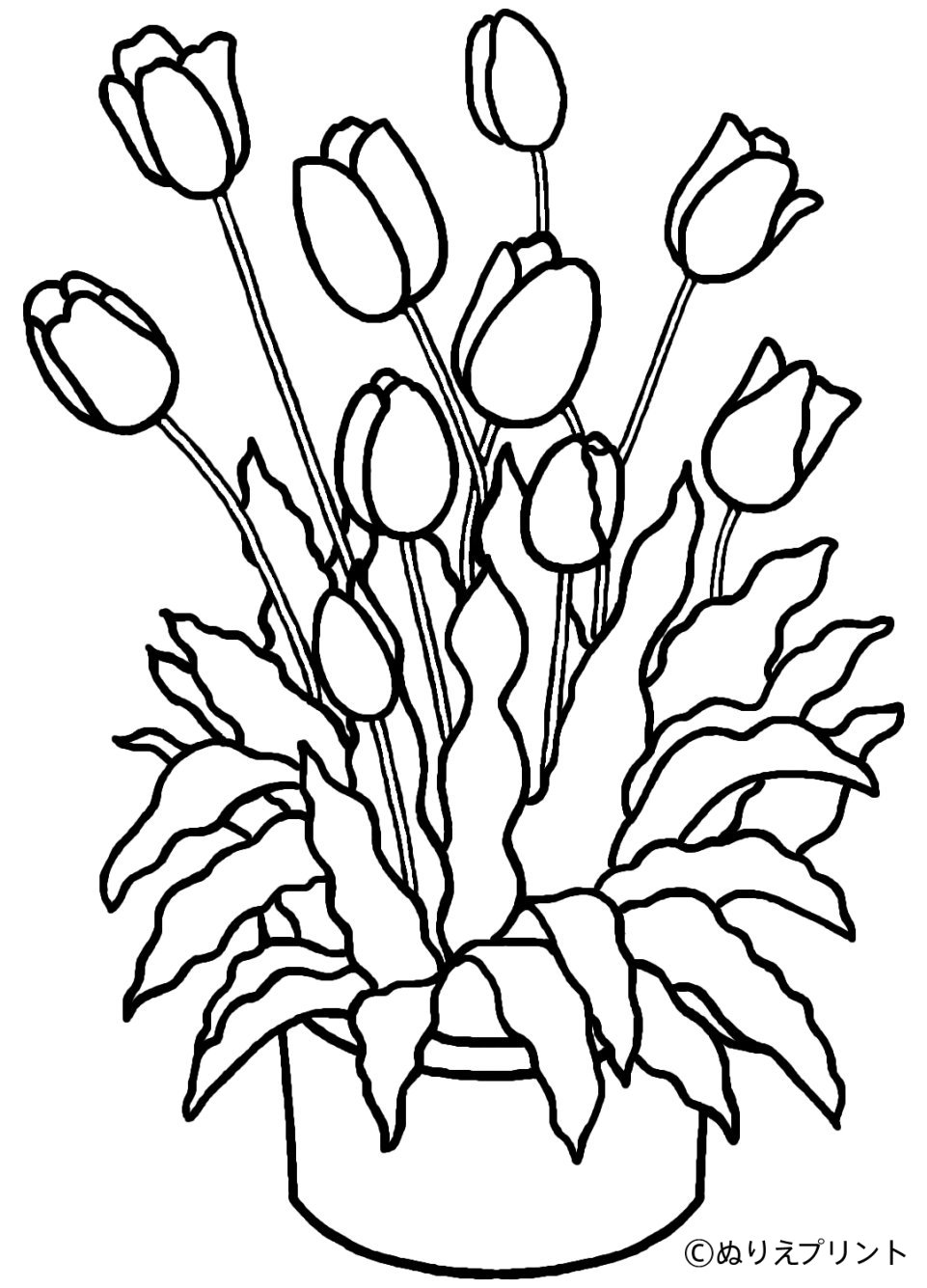 Dibujo para colorear: Tulipán (Naturaleza) #161649 - Dibujos para Colorear e Imprimir Gratis
