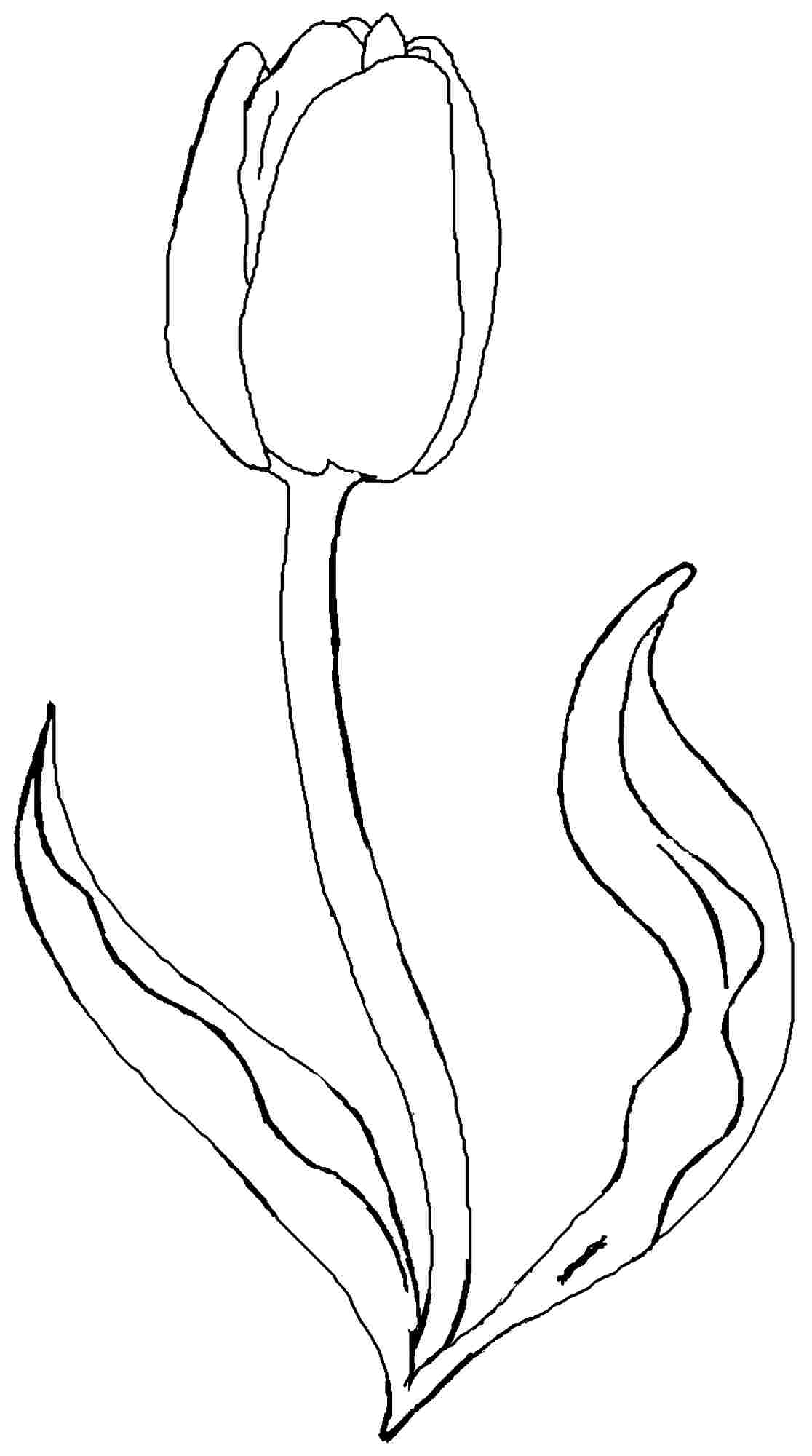 Dibujo para colorear: Tulipán (Naturaleza) #161651 - Dibujos para Colorear e Imprimir Gratis