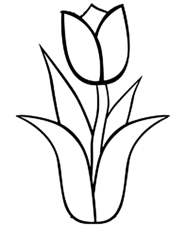 Dibujo para colorear: Tulipán (Naturaleza) #161652 - Dibujos para Colorear e Imprimir Gratis