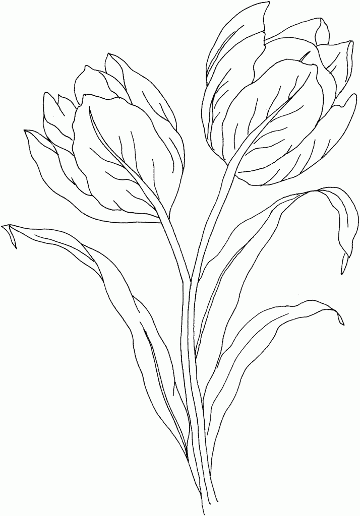 Dibujo para colorear: Tulipán (Naturaleza) #161655 - Dibujos para Colorear e Imprimir Gratis