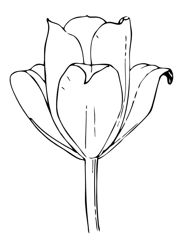 Dibujo para colorear: Tulipán (Naturaleza) #161657 - Dibujos para Colorear e Imprimir Gratis