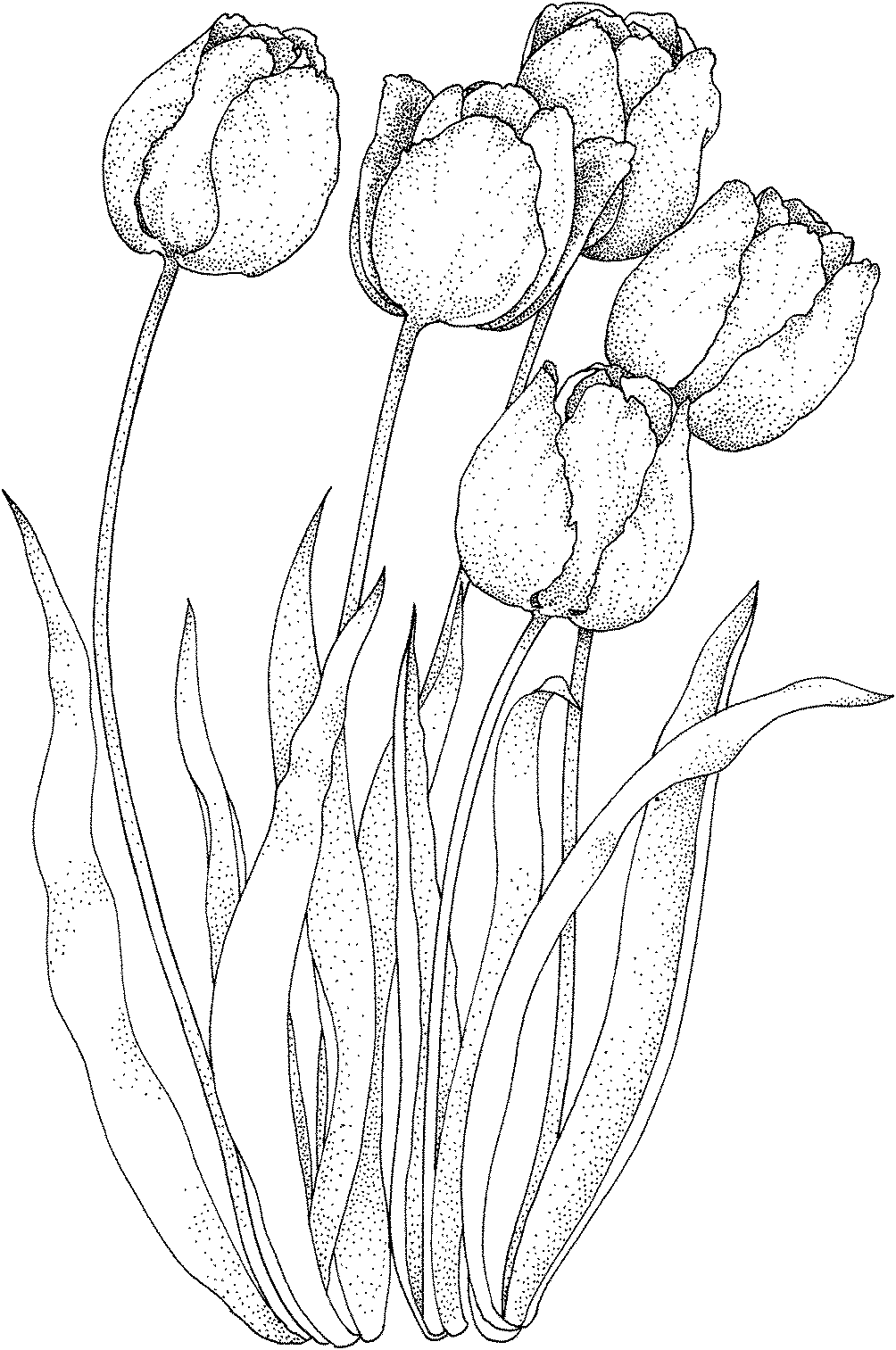Dibujo para colorear: Tulipán (Naturaleza) #161658 - Dibujos para Colorear e Imprimir Gratis