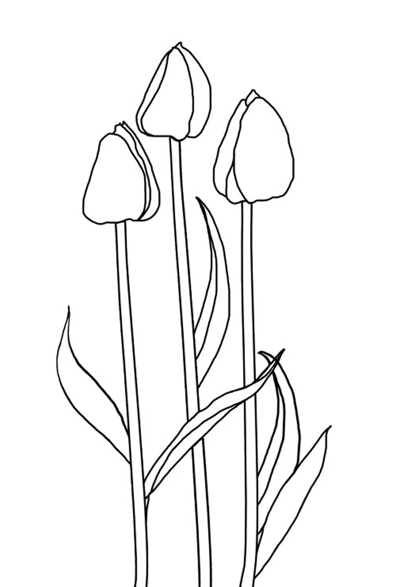 Dibujo para colorear: Tulipán (Naturaleza) #161667 - Dibujos para Colorear e Imprimir Gratis