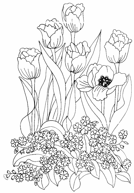 Dibujo para colorear: Tulipán (Naturaleza) #161669 - Dibujos para Colorear e Imprimir Gratis