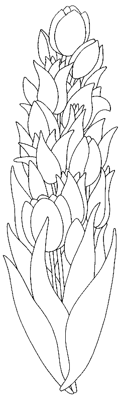 Dibujo para colorear: Tulipán (Naturaleza) #161675 - Dibujos para Colorear e Imprimir Gratis