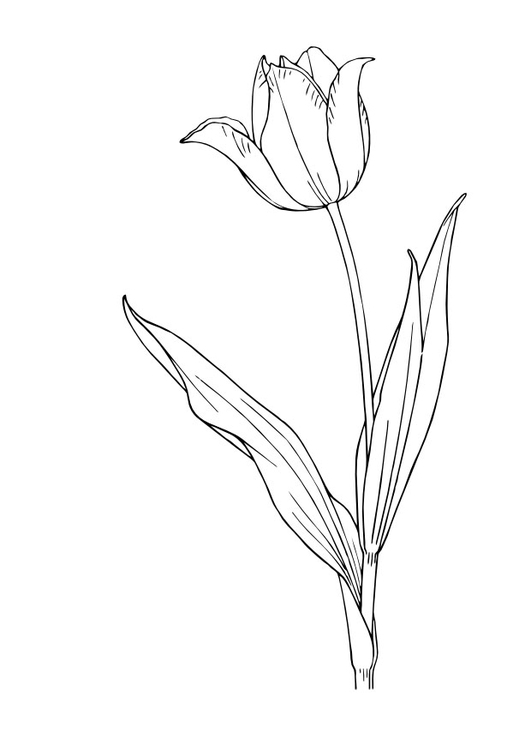 Dibujo para colorear: Tulipán (Naturaleza) #161678 - Dibujos para Colorear e Imprimir Gratis