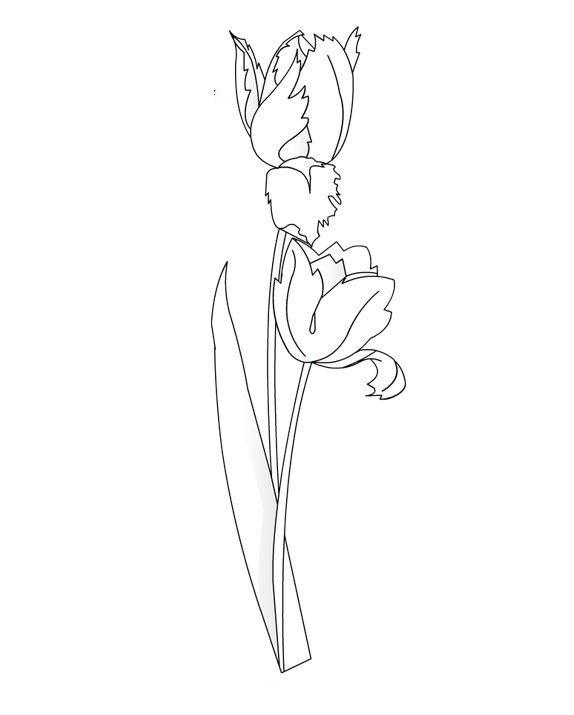 Dibujo para colorear: Tulipán (Naturaleza) #161680 - Dibujos para Colorear e Imprimir Gratis