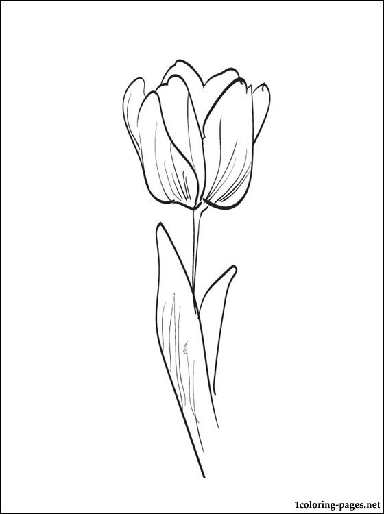 Dibujo para colorear: Tulipán (Naturaleza) #161688 - Dibujos para Colorear e Imprimir Gratis