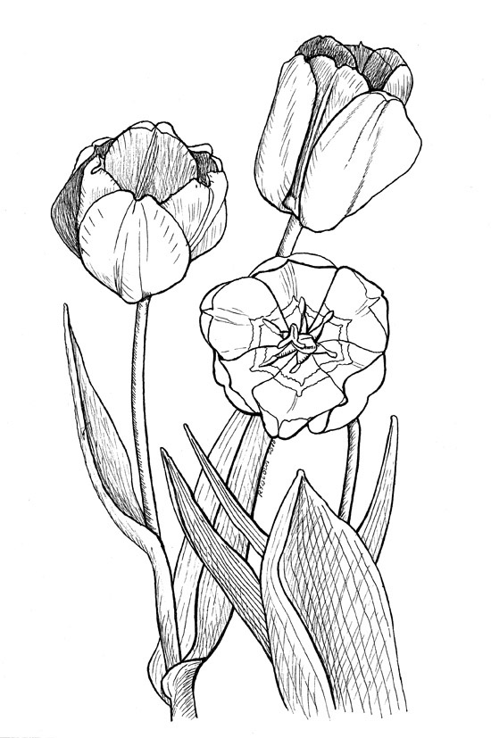Dibujo para colorear: Tulipán (Naturaleza) #161692 - Dibujos para Colorear e Imprimir Gratis