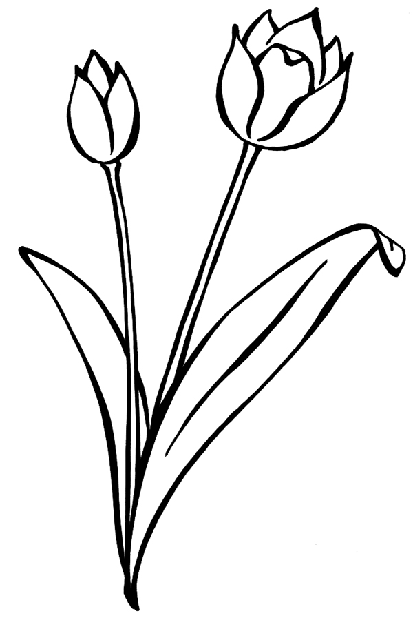Dibujo para colorear: Tulipán (Naturaleza) #161697 - Dibujos para Colorear e Imprimir Gratis