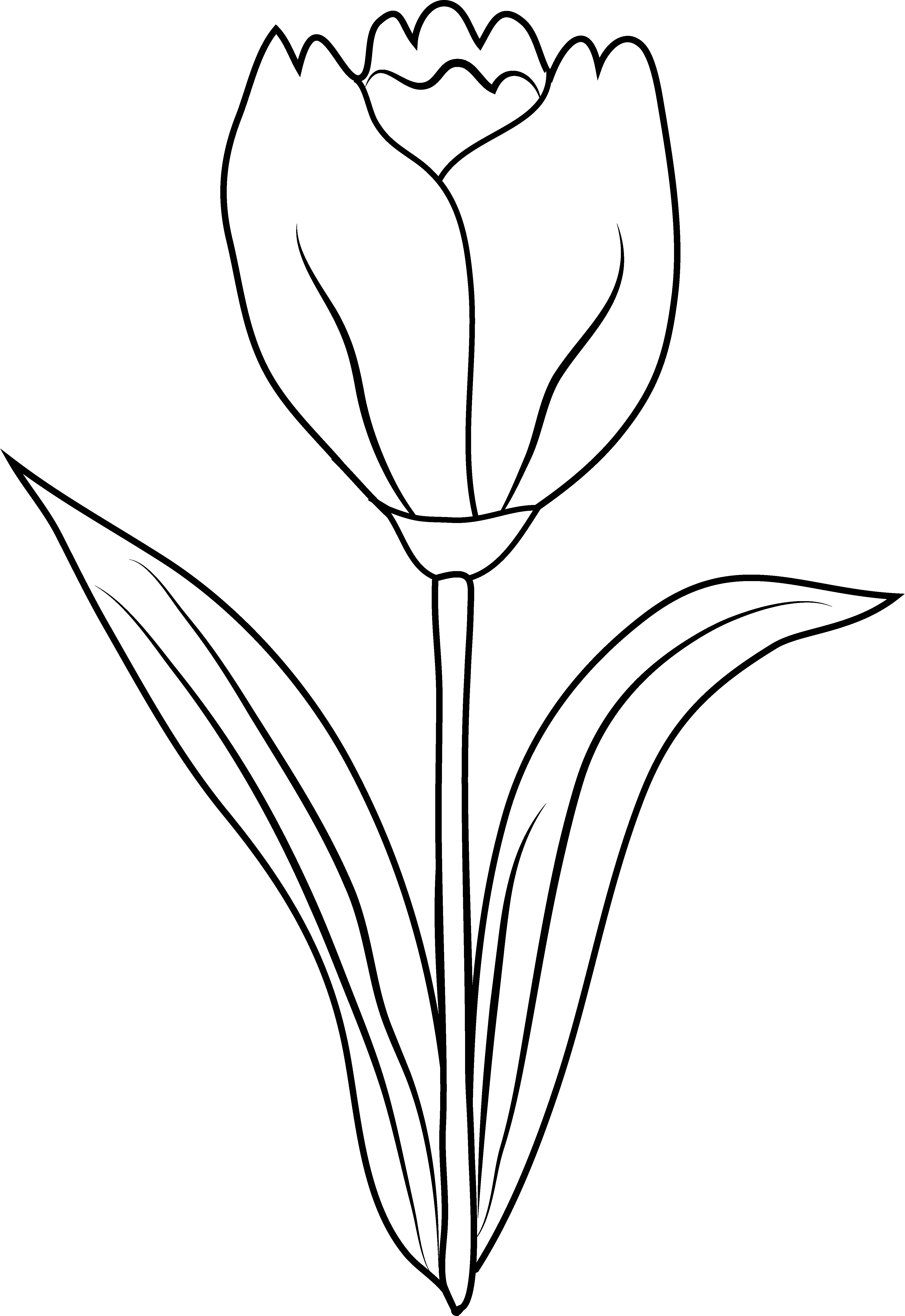 Dibujo para colorear: Tulipán (Naturaleza) #161706 - Dibujos para Colorear e Imprimir Gratis