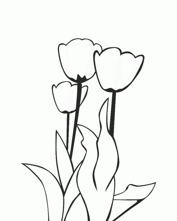 Dibujo para colorear: Tulipán (Naturaleza) #161707 - Dibujos para Colorear e Imprimir Gratis