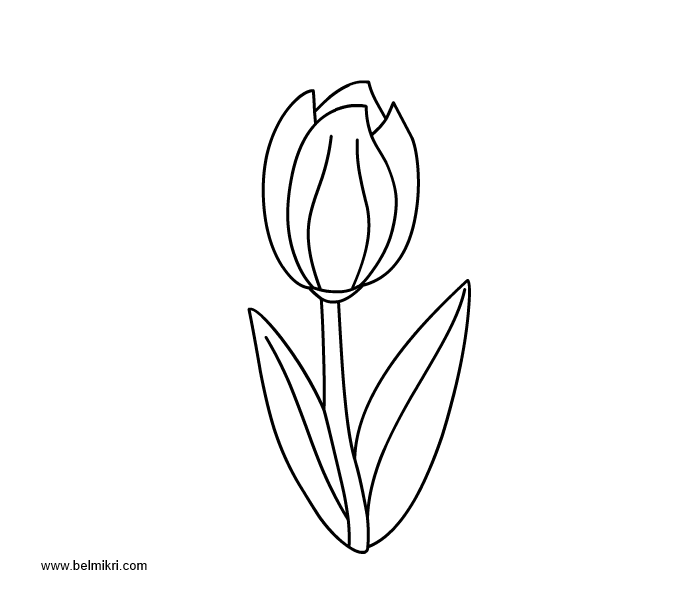 Dibujo para colorear: Tulipán (Naturaleza) #161723 - Dibujos para Colorear e Imprimir Gratis