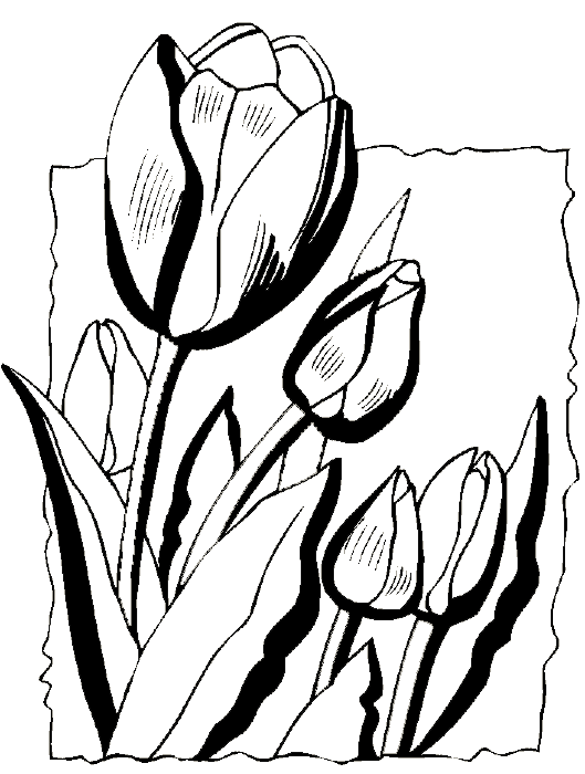 Dibujo para colorear: Tulipán (Naturaleza) #161730 - Dibujos para Colorear e Imprimir Gratis