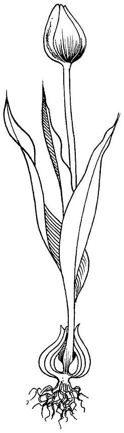 Dibujo para colorear: Tulipán (Naturaleza) #161740 - Dibujos para Colorear e Imprimir Gratis