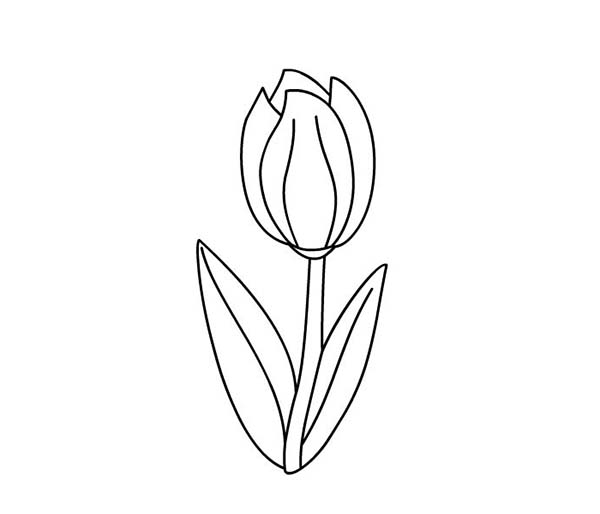 Dibujo para colorear: Tulipán (Naturaleza) #161767 - Dibujos para Colorear e Imprimir Gratis
