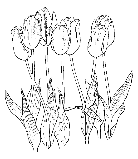 Dibujo para colorear: Tulipán (Naturaleza) #161776 - Dibujos para Colorear e Imprimir Gratis
