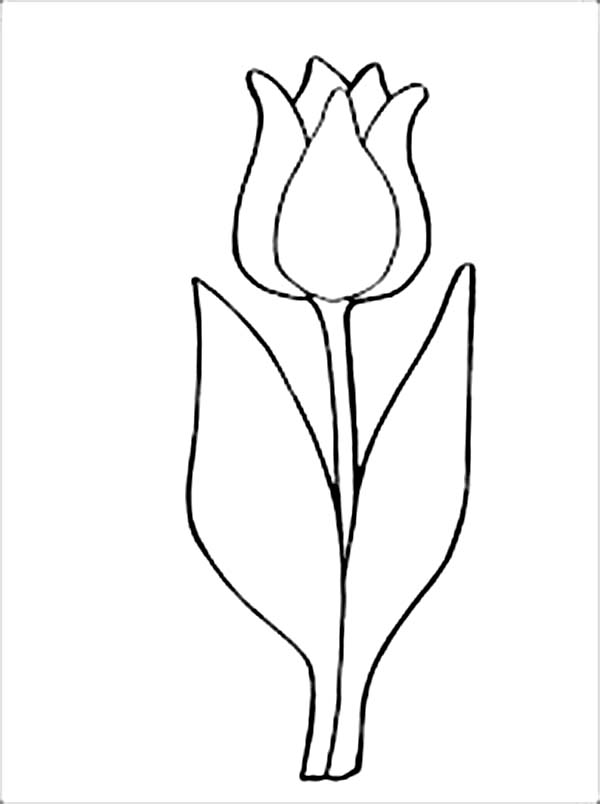 Dibujo para colorear: Tulipán (Naturaleza) #161791 - Dibujos para Colorear e Imprimir Gratis