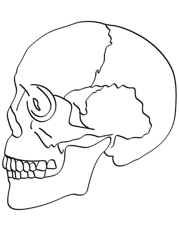Dibujo gratuito Calavera #204924 de la coleccion Objetos para imprimir