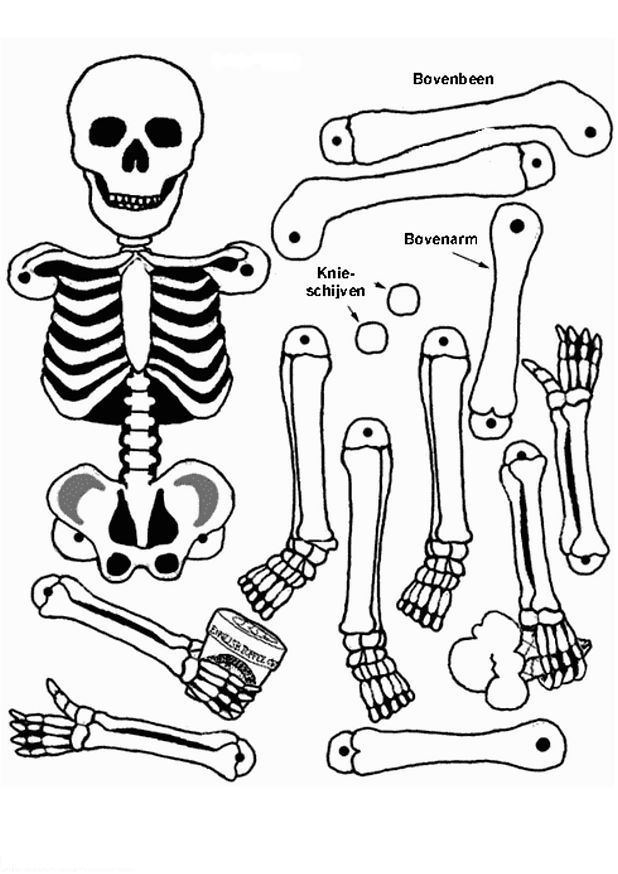 Dibujos de Esqueleto #147419 (Personajes) para colorear – Páginas  imprimibles gratis