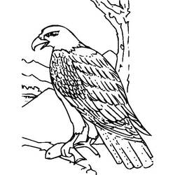 Dibujo Águila (Animales) #185156 para imprimir y colorear