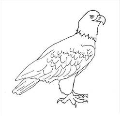 Dibujo Águila (Animales) #185178 para imprimir y colorear