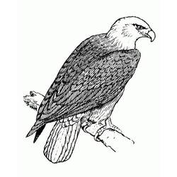 Dibujo Águila (Animales) #185179 para imprimir y colorear