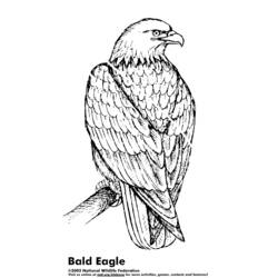 Dibujo para colorear: Águila (Animales) #297 - Dibujos para Colorear e Imprimir Gratis