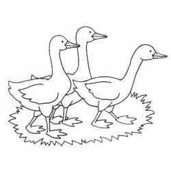 Dibujo para colorear: Animales de granja (Animales) #21584 - Dibujos para Colorear e Imprimir Gratis