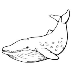 Dibujo para colorear: Animales marinos (Animales) #22041 - Dibujos para Colorear e Imprimir Gratis