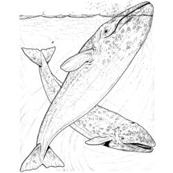 Dibujo para colorear: Animales marinos (Animales) #22202 - Dibujos para Colorear e Imprimir Gratis