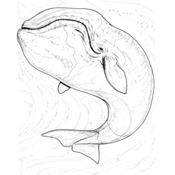 Dibujo para colorear: Animales marinos (Animales) #22204 - Dibujos para Colorear e Imprimir Gratis