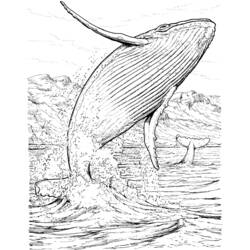 Dibujo para colorear: Animales marinos (Animales) #22209 - Dibujos para Colorear e Imprimir Gratis