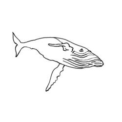 Dibujo para colorear: Animales marinos (Animales) #22241 - Dibujos para Colorear e Imprimir Gratis