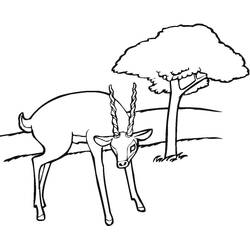 Dibujo Antílope (Animales) #210758 para imprimir y colorear