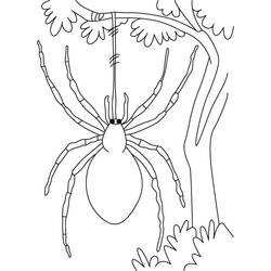 Dibujo para colorear: Araña (Animales) #636 - Dibujos para Colorear e Imprimir Gratis