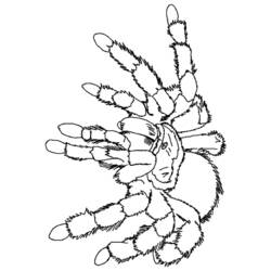 Dibujo para colorear: Araña (Animales) #659 - Dibujos para Colorear e Imprimir Gratis
