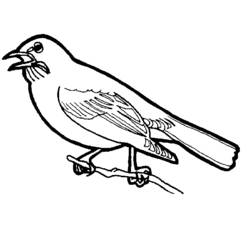 Dibujo para colorear: Aves (Animales) #11853 - Dibujos para Colorear e Imprimir Gratis