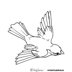 Dibujo para colorear: Aves (Animales) #11874 - Dibujos para Colorear e Imprimir Gratis