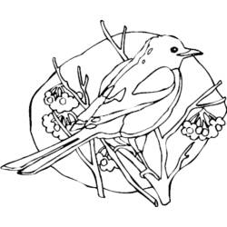 Dibujo para colorear: Aves (Animales) #11888 - Dibujos para Colorear e Imprimir Gratis
