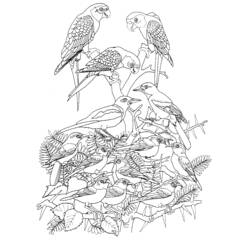 Dibujo para colorear: Aves (Animales) #11899 - Dibujos para Colorear e Imprimir Gratis