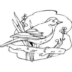 Dibujo para colorear: Aves (Animales) #11921 - Dibujos para Colorear e Imprimir Gratis