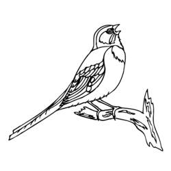 Dibujo para colorear: Aves (Animales) #11922 - Dibujos para Colorear e Imprimir Gratis
