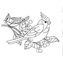 Dibujo para colorear: Aves (Animales) #11928 - Dibujos para Colorear e Imprimir Gratis
