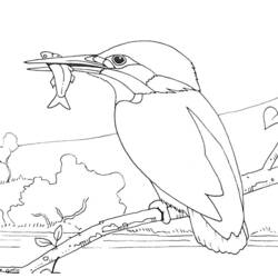 Dibujo para colorear: Aves (Animales) #11939 - Dibujos para Colorear e Imprimir Gratis