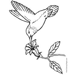 Dibujo para colorear: Aves (Animales) #11994 - Dibujos para Colorear e Imprimir Gratis