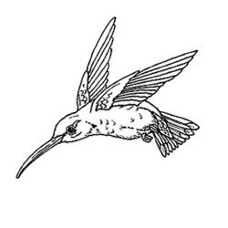 Dibujo para colorear: Aves (Animales) #12001 - Dibujos para Colorear e Imprimir Gratis