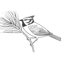 Dibujo para colorear: Aves (Animales) #12048 - Dibujos para Colorear e Imprimir Gratis